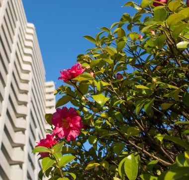 Amur Nehri Köprüsü troght.