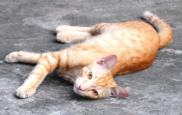 Gato rojo — Foto de Stock