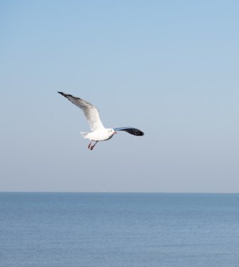 Deniz martı gökyüzü arka plan üzerinde uçar.