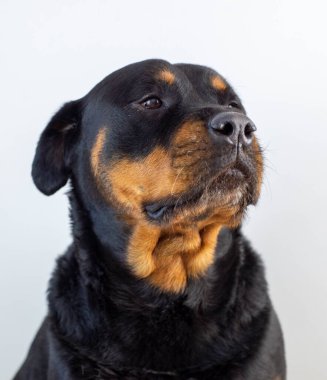Amerikan çizgisi rottweiler 'ının görkemli bir örneğinin fotoğrafları.