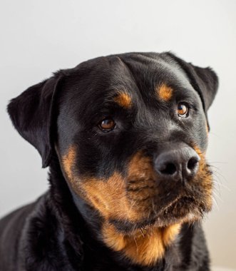 Amerikan çizgisi rottweiler 'ının görkemli bir örneğinin fotoğrafları.