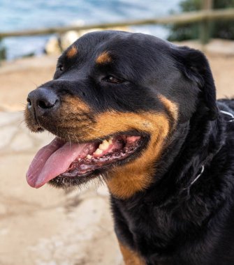 Amerikan hat rottweiler 'ının heybetli bir örneği.