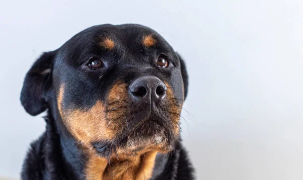 Zdjęcia Imponującego Okazu Rottweilera Amerykańskiej Linii — Zdjęcie stockowe