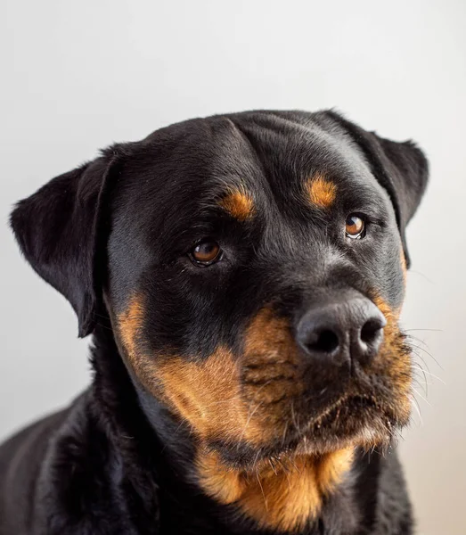 Zdjęcia Imponującego Okazu Rottweilera Amerykańskiej Linii — Zdjęcie stockowe