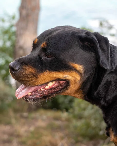 Spécimen Imposant Lignée Américaine Rottweiler — Photo