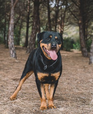 Alman hattı rottweiler kırsalda avlanmanın tadını çıkarıyor.