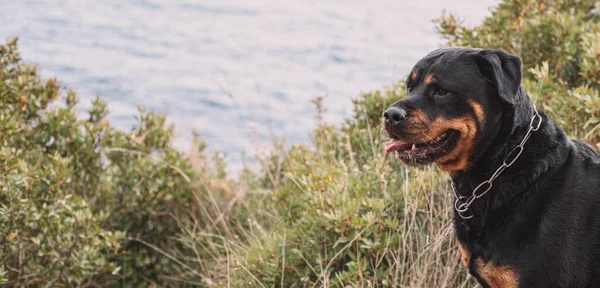 Ligne Allemande Rottweiler Profiter Une Journée Chasse Dans Campagne — Photo