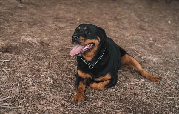 German line rottweiler enjoying a day of hunting in the countryside