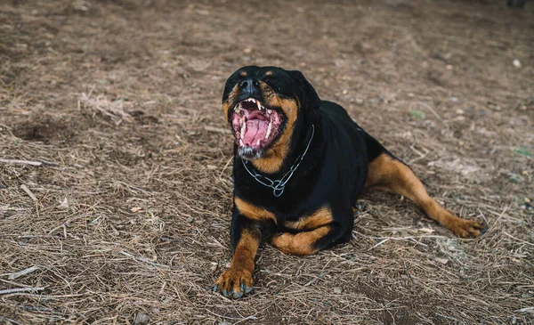 Német Vonal Rottweiler Élvezi Egy Nap Vadászat Vidéken — Stock Fotó
