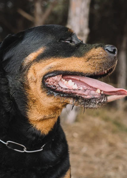 Imposant Rottweiler Américain Profitant Une Journée Chasse Dans Les Champs — Photo