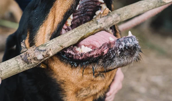 Spécimen Imposant Lignée Américaine Rottweiler — Photo