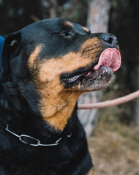 Spécimen Imposant Lignée Américaine Rottweiler — Photo