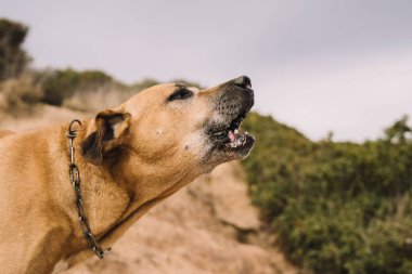 Uruguay cimarron tarlasında köpek avı. Büyük av konsepti
