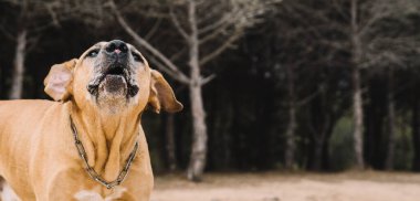 Uruguay cimarron tarlasında köpek avı. Büyük av konsepti