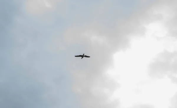 Γλάρος Πτήσει Συννεφιασμένο Ουρανό — Φωτογραφία Αρχείου