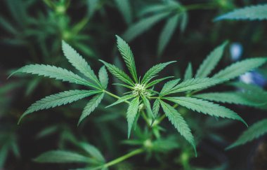 Tıbbi ve eğlence amaçlı kullanım için amnezi sisi tipinde kapalı alanda esrar ekimi