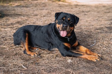 Rottweiler cinsi köpek ormanda dinleniyor.