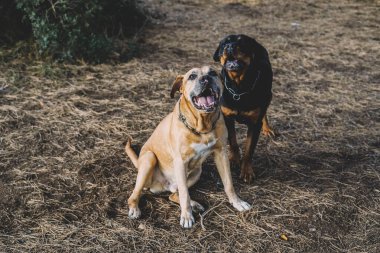Bir çift köpek, bir Rottweiler ve bir Uruguaylı cimarron cinsi ormanda avlanmaya hazırlanıyor.