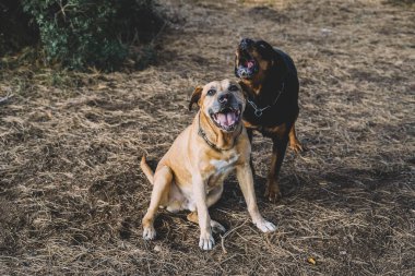 Bir çift köpek, bir Rottweiler ve bir Uruguaylı cimarron cinsi ormanda avlanmaya hazırlanıyor.