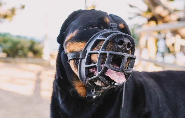 Portrait Chien Race Rottweiler Avec Museau Pour Éviter Mordre — Photo