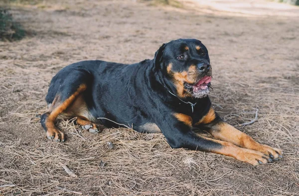Ротвейлер Разводит Собаку Лежащую Лесу — стоковое фото