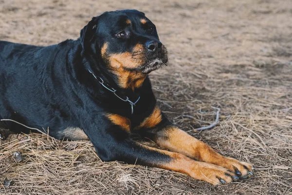 Rottweiler Breed Dog Resting Lying Forest — Stock Photo, Image