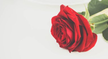 Güzel kırmızı bir gülü yakından çek.