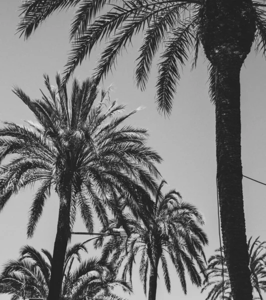 Black White Image Some Tropical Palm Trees — Stock Photo, Image