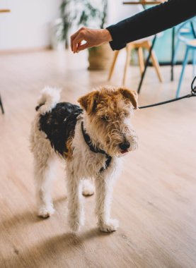 Bir köpek cinsi tilki teriyerinin fotoğrafı.