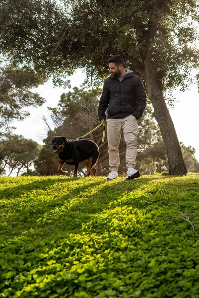 Rottweiler köpeğini gezdiren bir adam