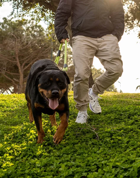Rottweiler köpeğini gezdiren bir adam