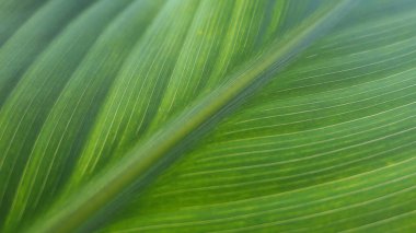 Yeşil yaprak dokusunu kapat