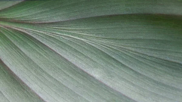 Yeşil yaprak dokusunu kapat