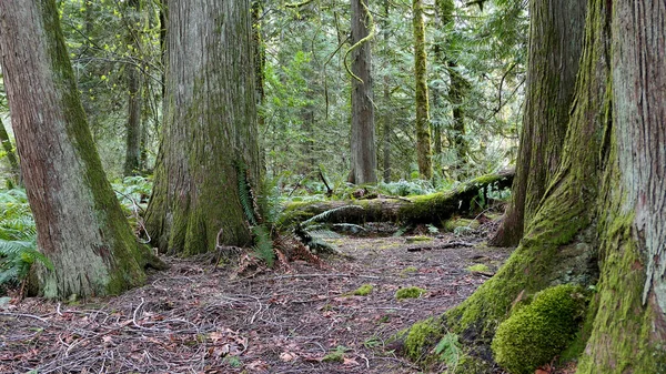 Ormandaki sequoia ağaçları