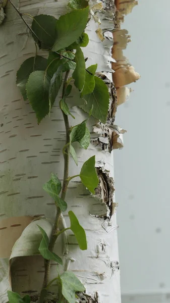 huş ağacında sarmaşık