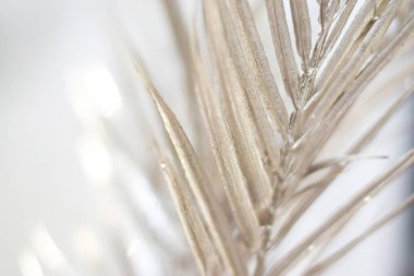 Narin altın renginde eğreltiotu yaprakları, bulanık beton arkaplan, yakın plan bir dal ve gölgeler