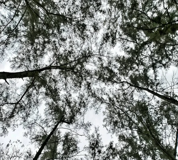 Green world for all. tree for better world. Bunch of tree before the sky. look like tree window for the sky