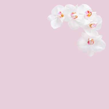 Yaratıcı pastel pembe arka planda beyaz çiçeklerle yapılmış köşeli çerçeve. En düşük bileşim.