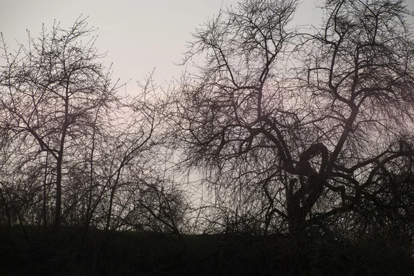 Silhuetas das árvores — Fotografia de Stock