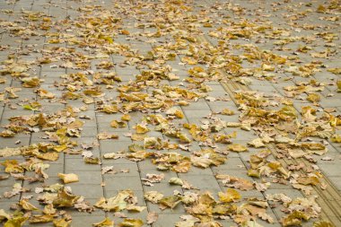 sonbahar arka plan kuru yaprakları