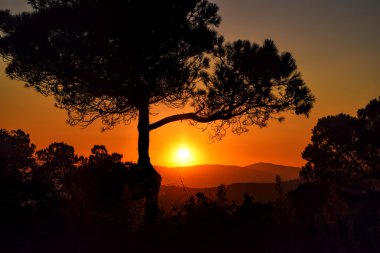 Günbatımı ağaç siluet, kırmızı güneş dağ üzerinde