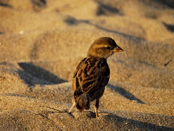 Sparrow on the sand, beach — Stock Photo, Image