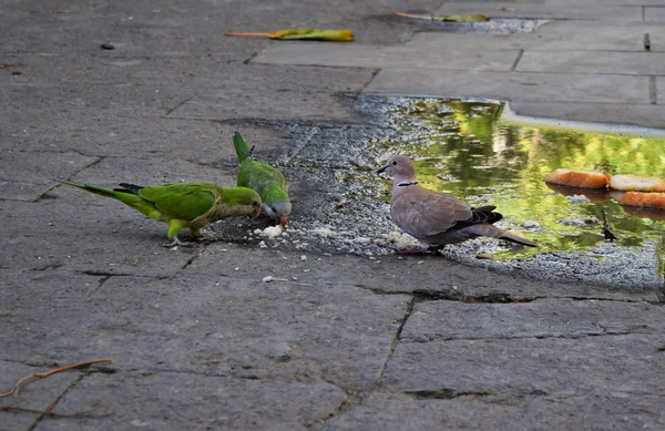 Papagaios e pombos alimentando pão na rua, Barcelona, Espanha — Fotografia de Stock