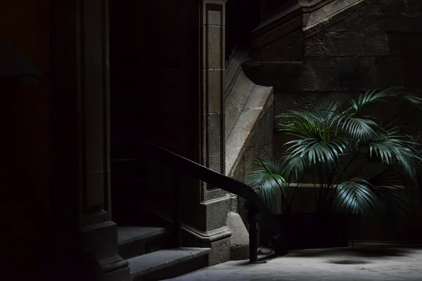 Liten Palm i de mörka gata, gotiska kvarteren i Barcelona. Barrio gotico — Stockfoto