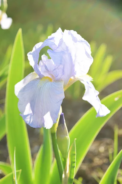Светло-фиолетовый цветок радужной оболочки, весенний цветок — стоковое фото