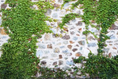 Arka plan olarak yeşil sarmaşık olan eski taş duvar