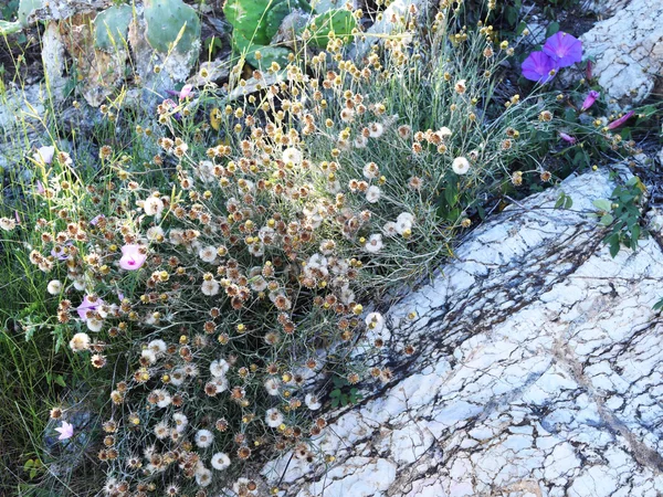 Пустынные цветы, цветы растут из скал, горы в Испании — стоковое фото