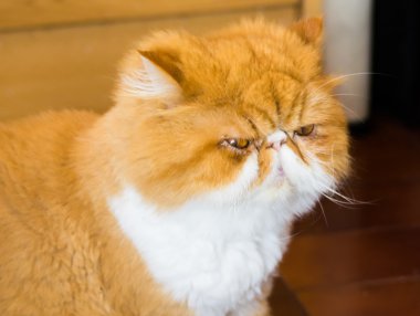 Zencefil bakımlı Farsça kedi, saç, huysuz kedi kesmek