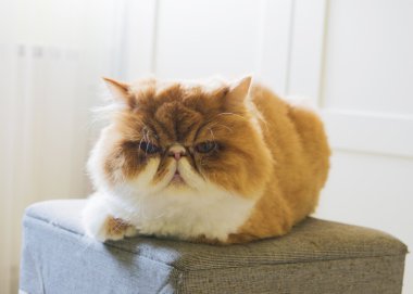 Zencefil bakımlı Farsça kedi, saç, huysuz kedi kesmek