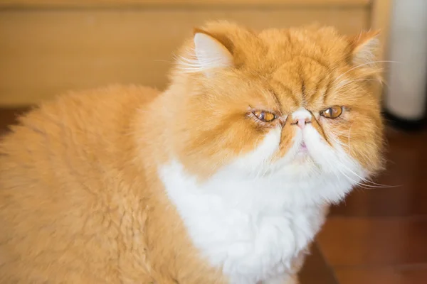 Zencefil bakımlı Farsça kedi, saç, huysuz kedi kesmek — Stok fotoğraf
